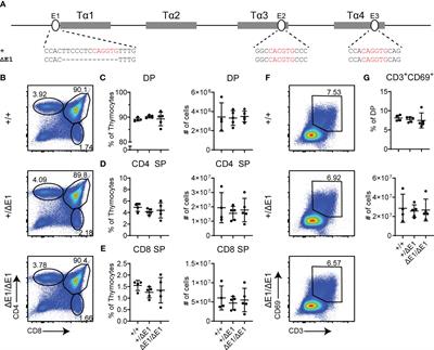 E protein binding at the Tcra enhancer promotes Tcra repertoire diversity